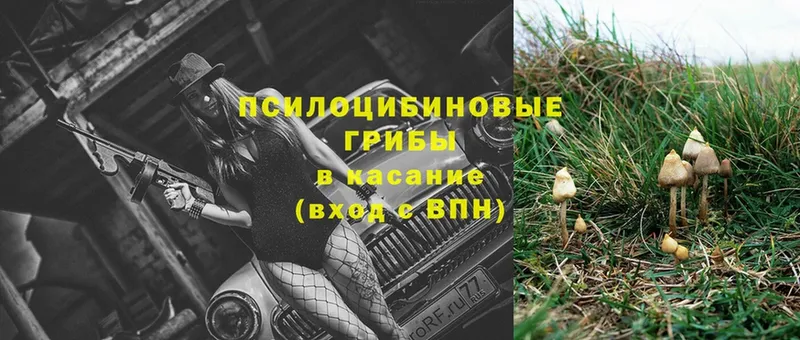 Галлюциногенные грибы Psilocybe  Александровск-Сахалинский 